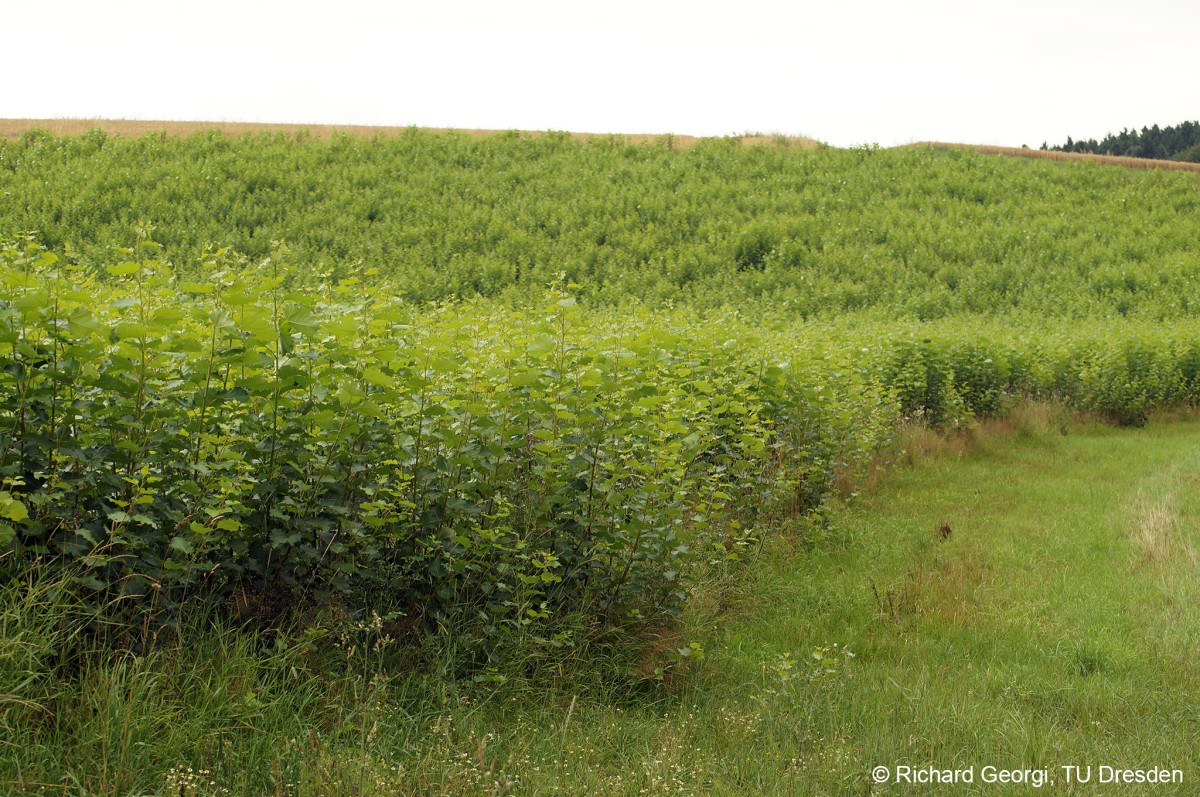 Lebensweise und Morphologie der Milbe Linobia coccinellae Zwillenberg