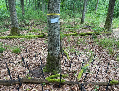 Efficient future tree species-mixtures to improve the forest water balance